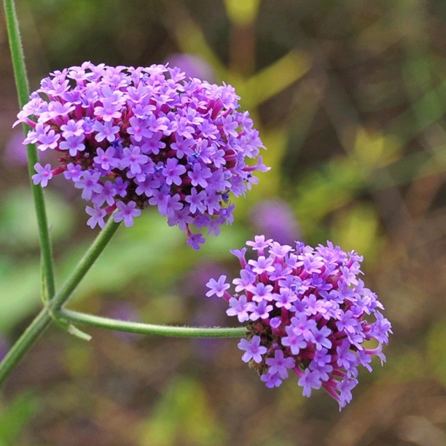 verbena seeds 1kg