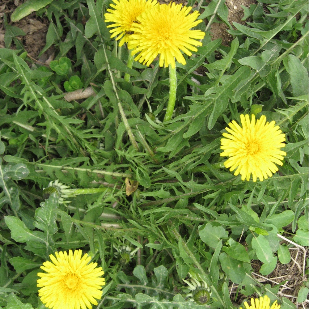 Taraxacum officnala seeds 1KG