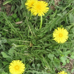 Taraxacum officnala seeds 1KG