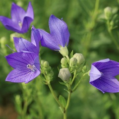 balloon flower seeds 1kg