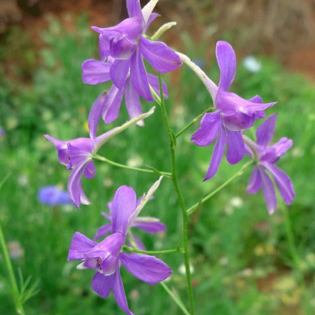 Larkspur seeds 1kg
