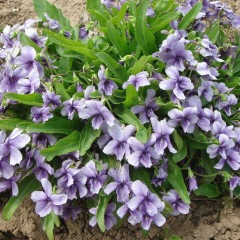 Viola mandshurica seeds 1KG