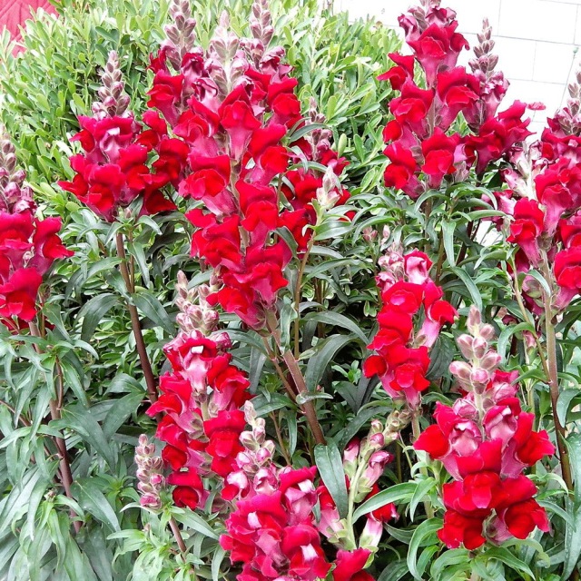 Antirrhinum majus seeds 1kg