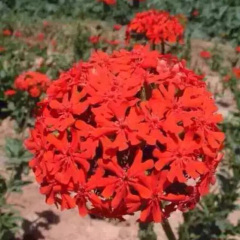 Lychnis chalcedonica seeds 1kg