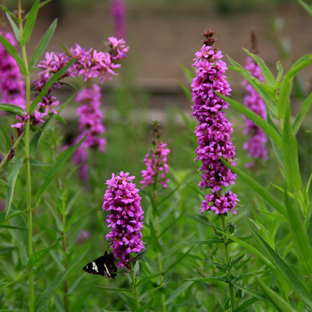Lythrum salicaria seeds 1kg