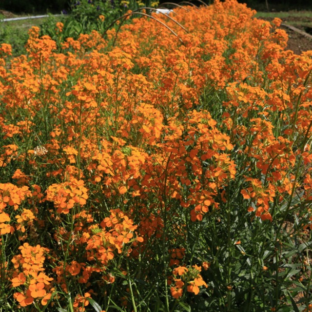 Cheiranthus allionii seeds 1kg