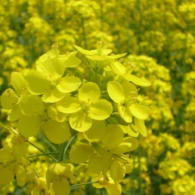 Brassica campestris seeds 1kg