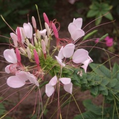 Cleome spinosa seeds 1KG