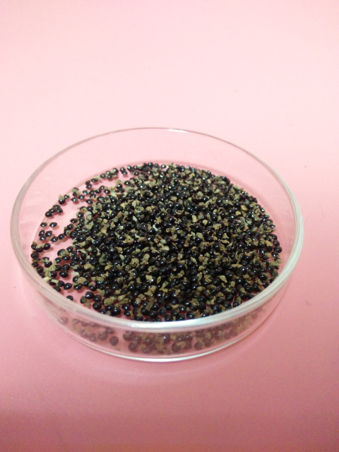 Viola mandshurica seeds 1KG