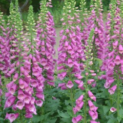 Digitalis purpurea seeds 1KG