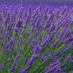lavender seeds 1KG