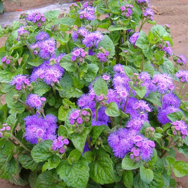 Ageratum conyzoides seeds 1kg
