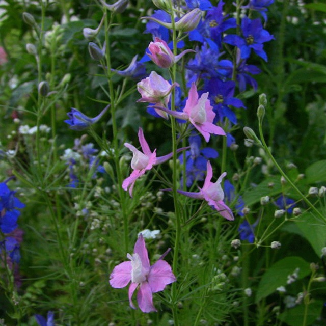 Larkspur seeds 1kg