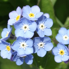 Myosotis sylvatica seeds 1KG