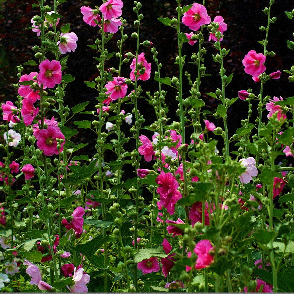 Hollyhock seeds 1kg