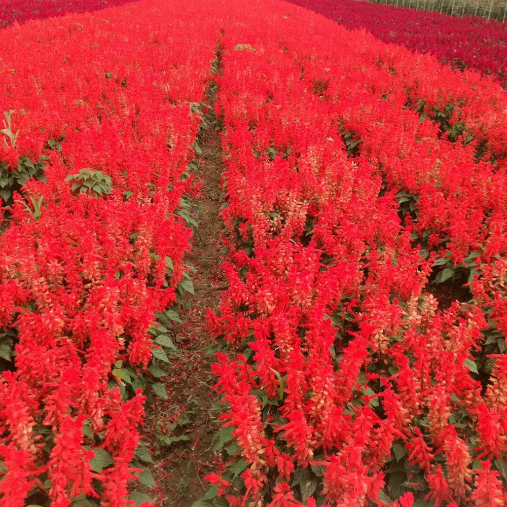 Salvia splendens seeds 1KG