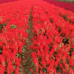 Salvia splendens seeds 1KG