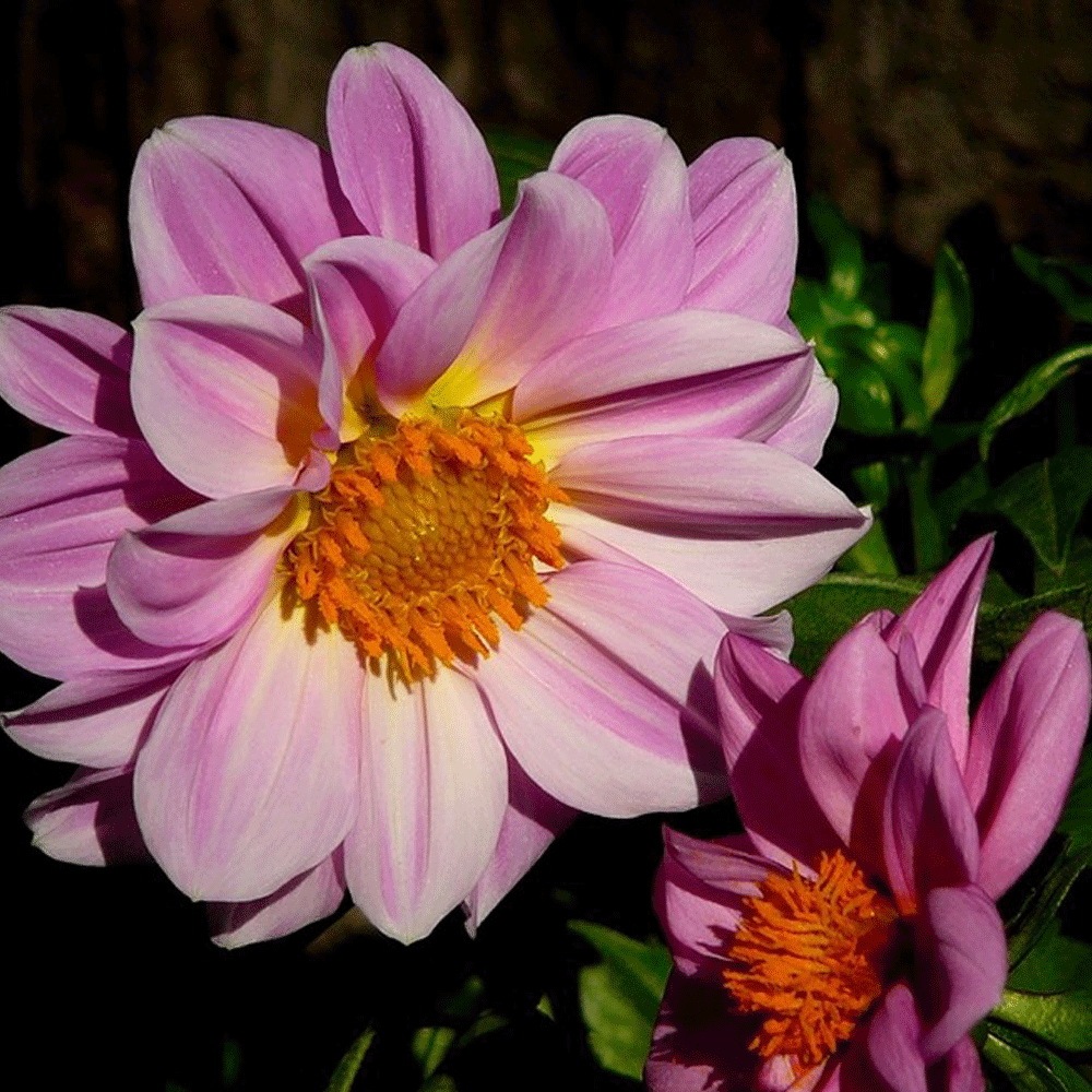 Dahlia pinnate seeds 1KG