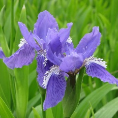 Iris tectorum seeds 1KG