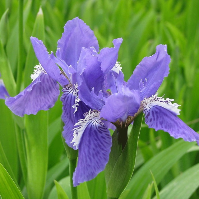 Iris tectorum seeds 1KG