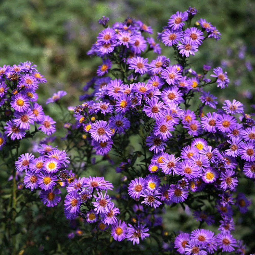 Aster tataricus seeds 1KG