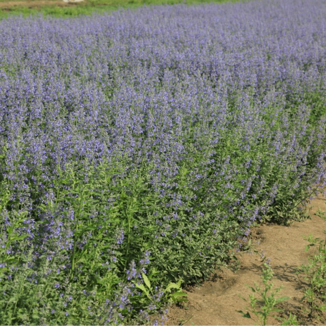 Nepeta angustifolia seeds 1kg