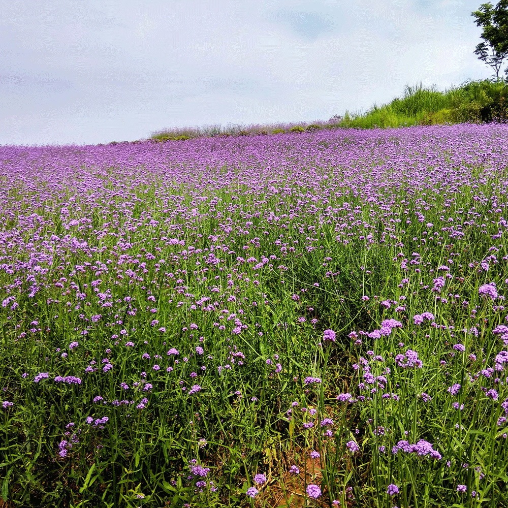 verbena seeds 1kg