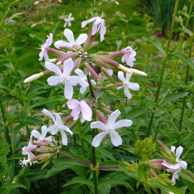 Saponaria officinalis seeds 1KG