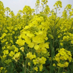 Brassica campestris seeds 1kg