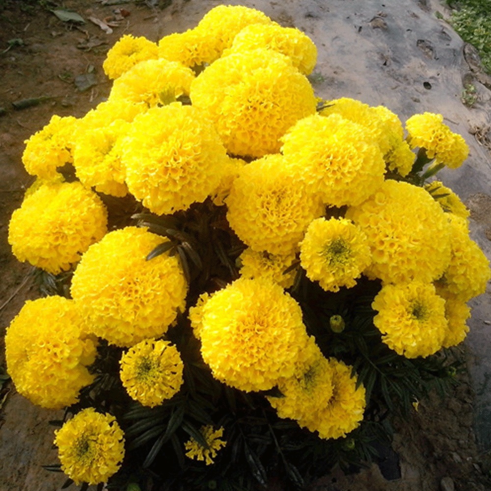 marigold seeds 1KG