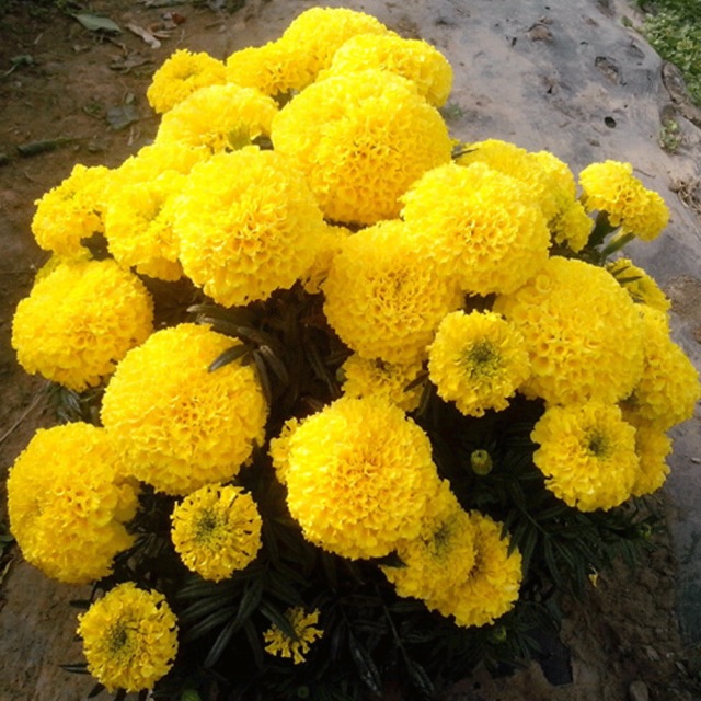 marigold seeds 1KG