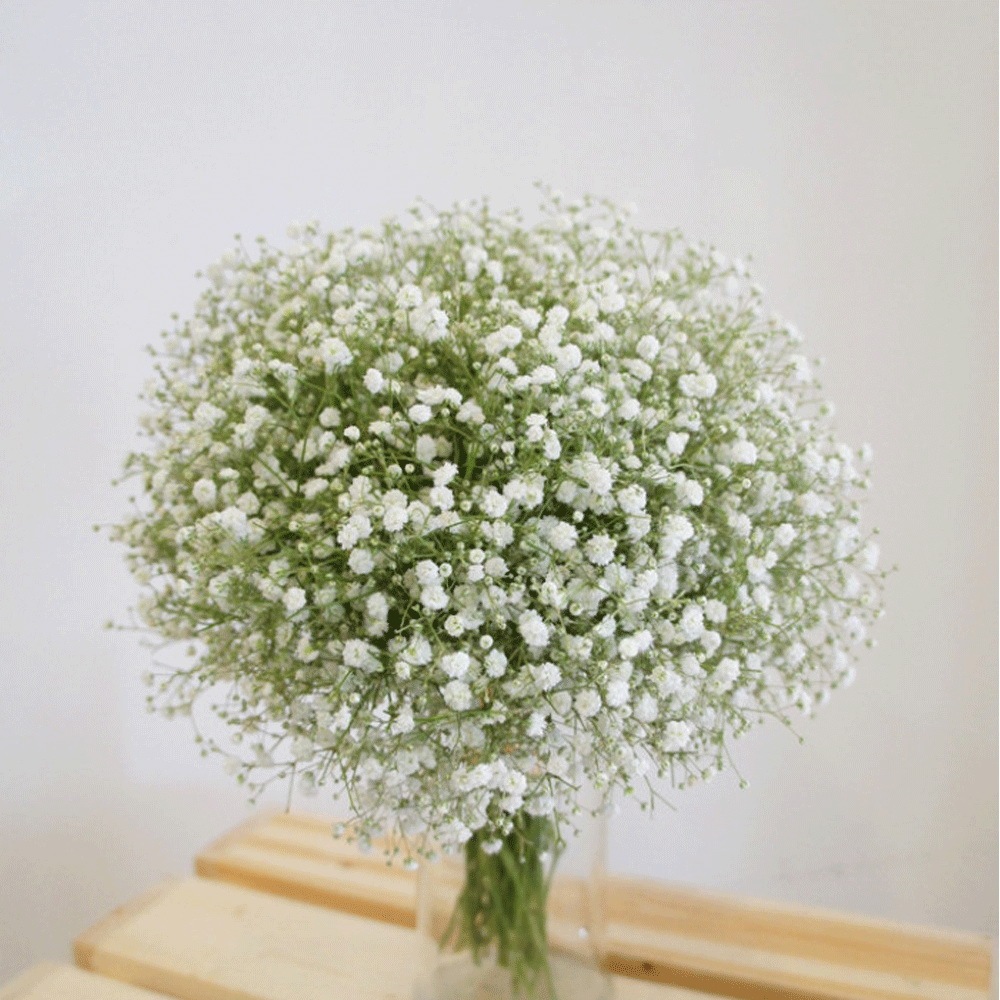 babysbreath seeds 1KG