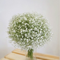 babysbreath seeds 1KG
