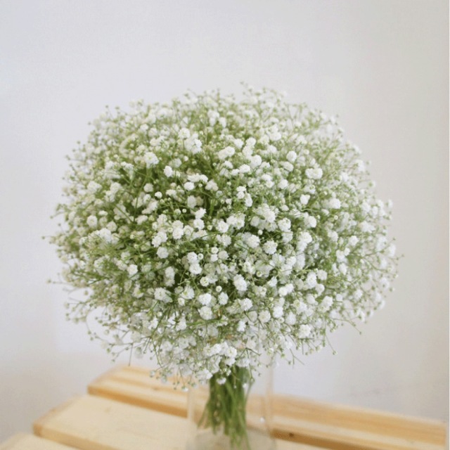 babysbreath seeds 1KG