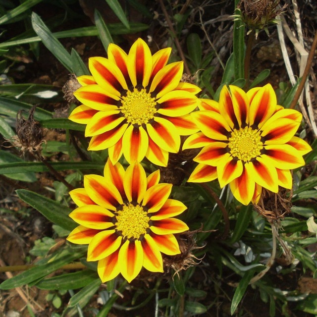 Gazania splendens seeds 1KG