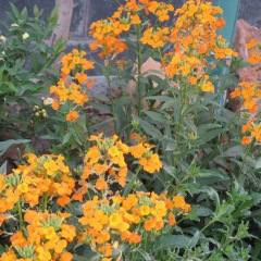 Cheiranthus allionii seeds 1kg