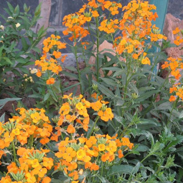 Cheiranthus allionii seeds 1kg