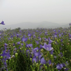 balloon flower seeds 1kg
