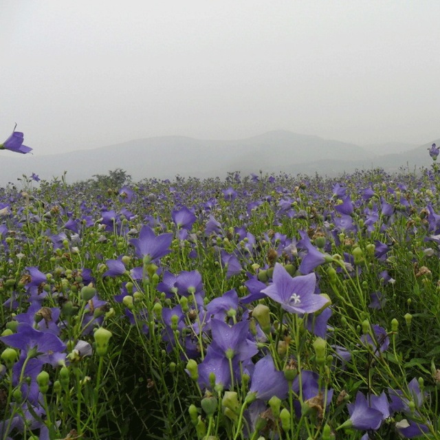 balloon flower seeds 1kg
