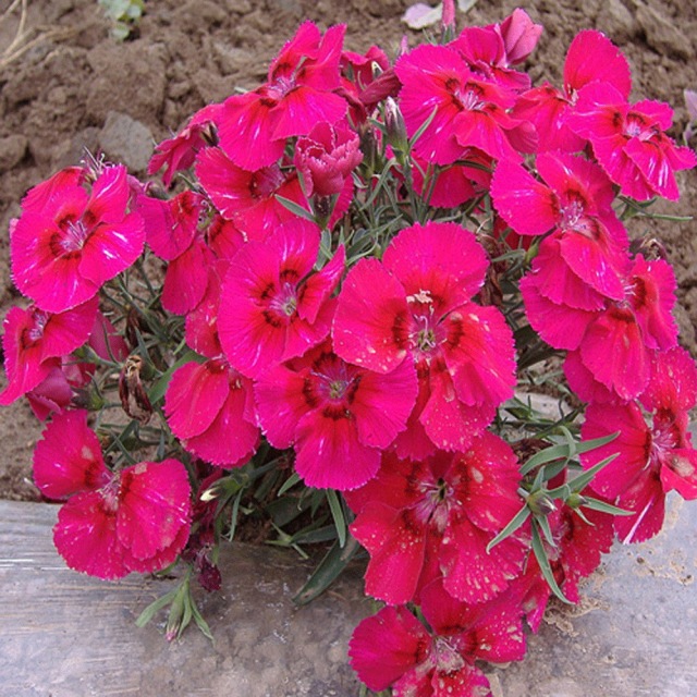 Dianthus barbatus seeds/sweet william seeds 1kg
