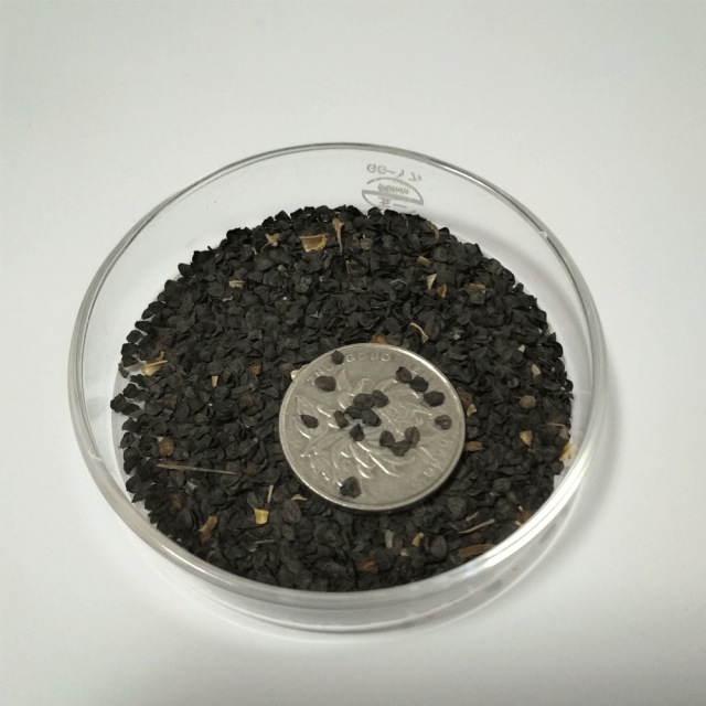 Dianthus chinensis seeds 1KG