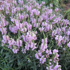 Physostegia virginiana seeds 1kg