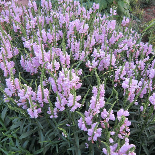 Physostegia virginiana seeds 1kg