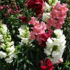 Antirrhinum majus seeds 1kg