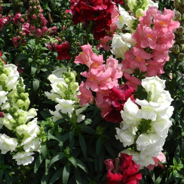 Antirrhinum majus seeds 1kg