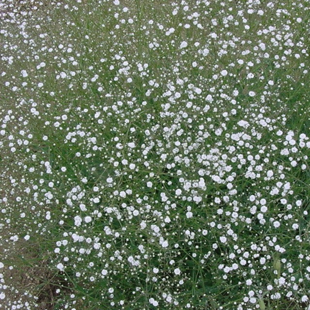 babysbreath seeds 1KG