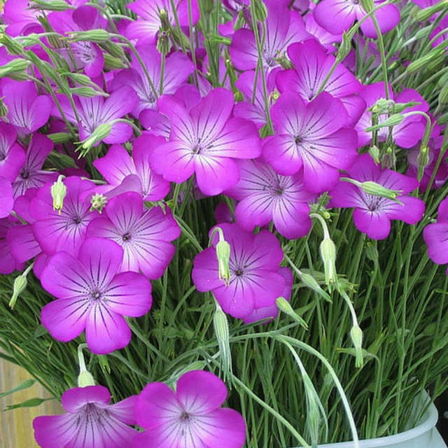 Agrostemma githago seeds 1KG