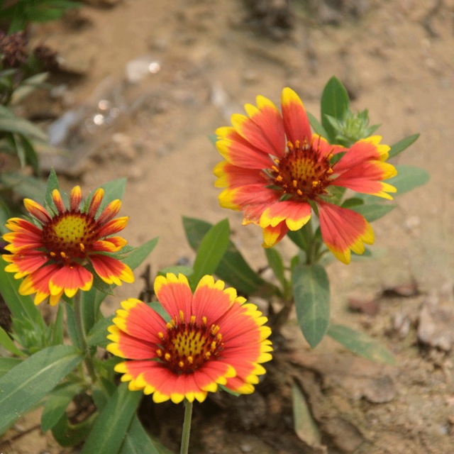 Gaillardia pulchella seeds 1KG