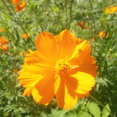 Tall Cosmos sulphurens seeds 1KG