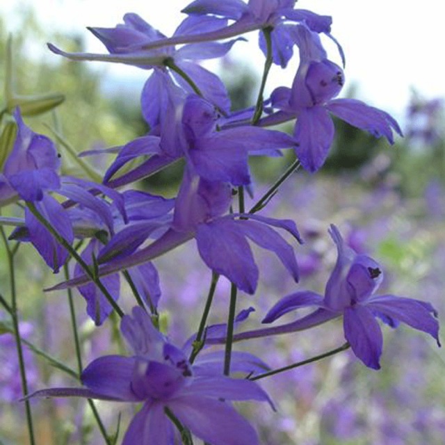 Larkspur seeds 1kg